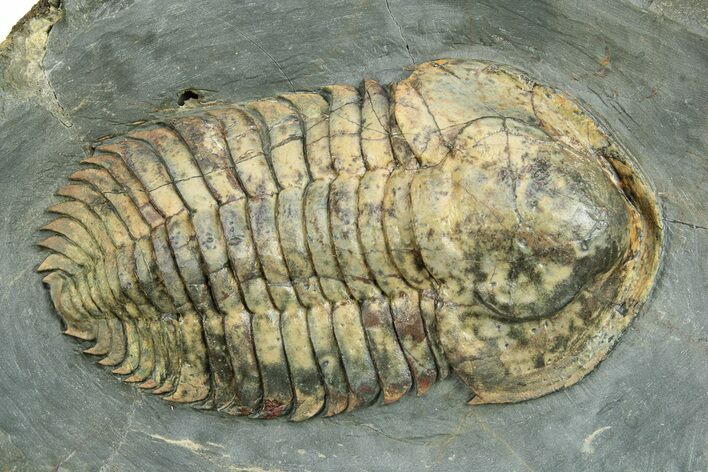 Rare, Bondonella Sdzuyi Trilobite - Taroudant, Morocco #255436